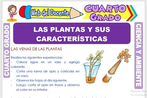 Ficha de Las Plantas y sus Características para Cuarto ...