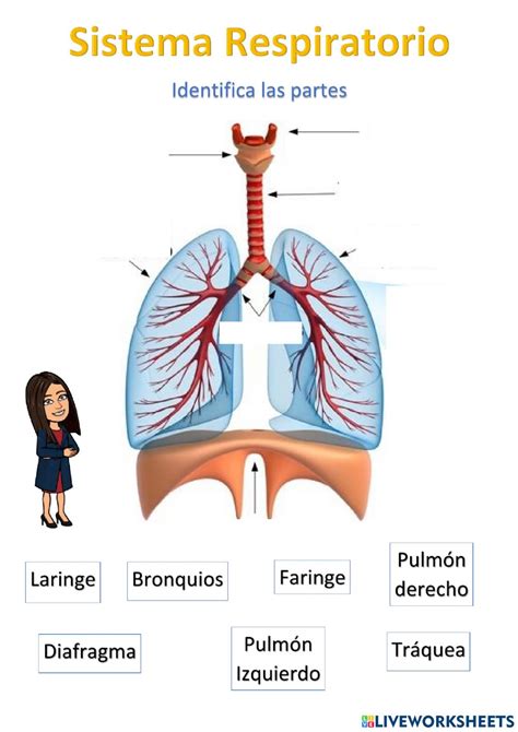 Ficha de Sistema Respiratorio en pdf online