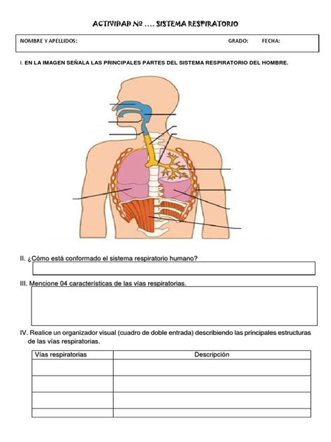 Ficha de Trabajo Sistema Respiratorio | Sistema respiratorio | Sistema ...