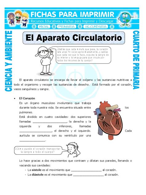 Ficha El Aparato Circulatorio para Cuarto de Primaria.doc ...