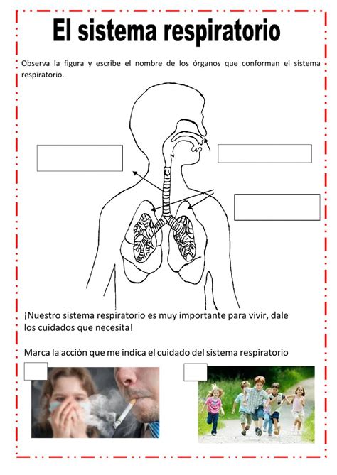 Ficha interactiva de Sistema respiratorio