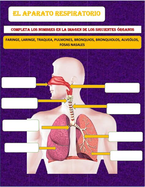 Ficha online de El aparato respiratorio