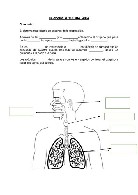 Ficha pdf online de Aparato respiratorio