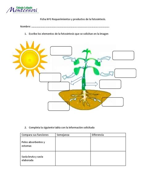 Ficha Requerimientos y productos de la fotosíntesis