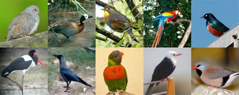 Fichas de aves exóticas | SEO/BirdLife