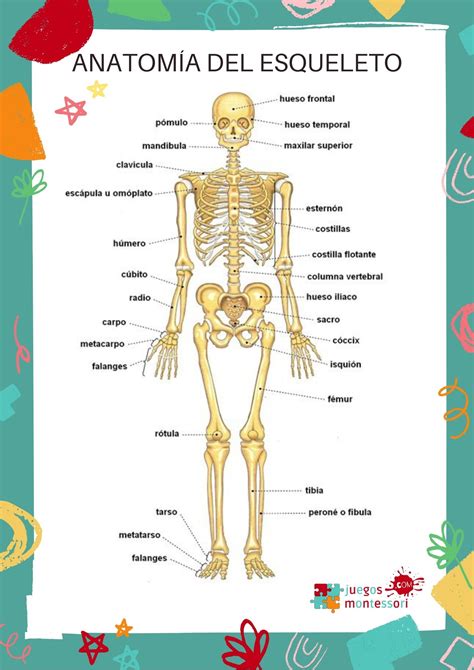 Fichas del Esqueleto humano para niños | Imprimir en PDF | JUEGOS ...