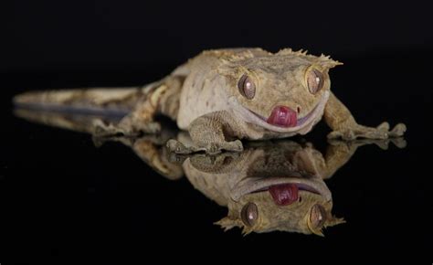 Fiche d’élevage du gecko à crête Correlophus ciliatus  Guichenot, 1866 ...