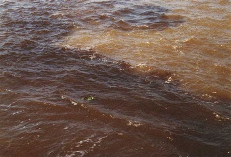 Ficheiro:Amazonas Rio Negro1.jpg – Wikipédia, a ...