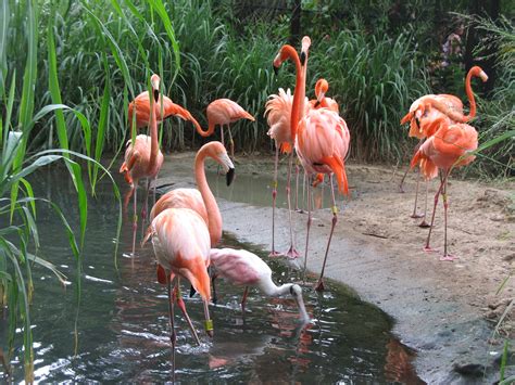 Fichier:Barranquilla Zoológico Flamencos.jpg — Wikipédia