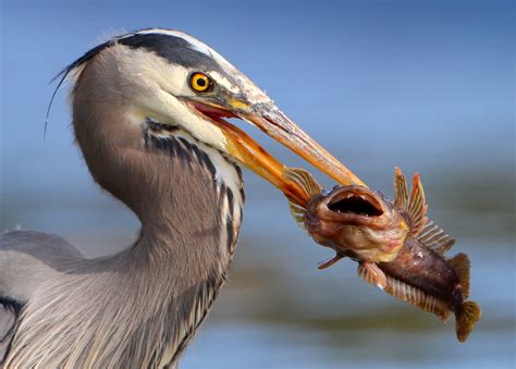 Fichier:Bird eating fish.jpg — Wikipédia