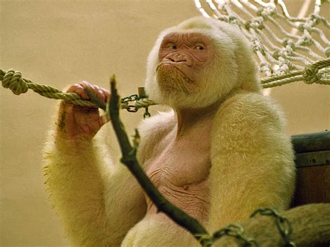 Fichier:Snowflake   Barcelona Zoo White Gorilla3.jpg ...