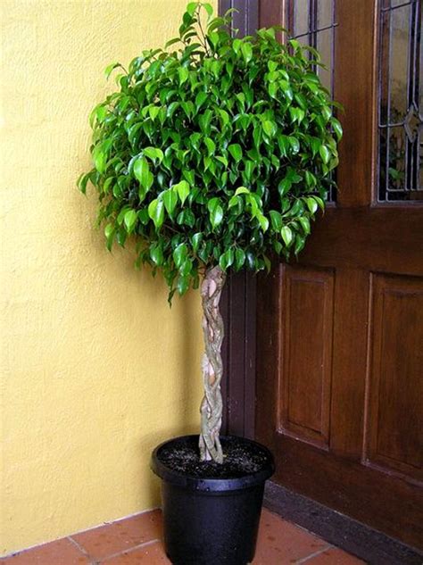 Ficus Benjamina potted tree | Ficus tree, Ficus, Patio plants