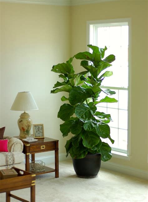 Ficus lyrata, una planta muy decorativa en el interior de ...
