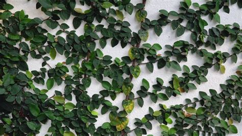 Ficus pumila «enamorada del muro»   Id Plantae