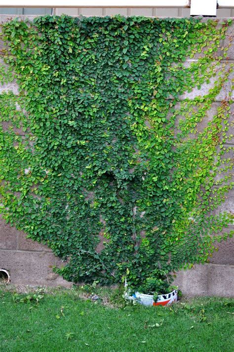 Ficus pumila o enredadera moneda en 2020 | Jardines verticales, Muros ...