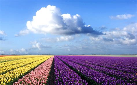 field, Flowers, Tulips, Clouds, Landscape, Purple Flowers ...