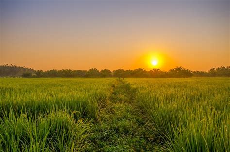 Field Sunrise Green · Free photo on Pixabay
