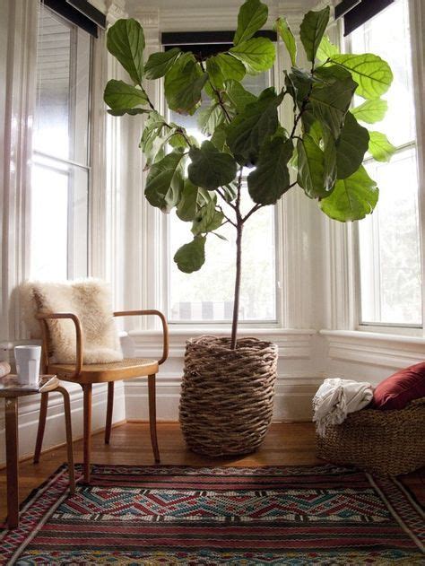 Figueira Lira, planta ornamental para cuidar no interior de sua casa ...