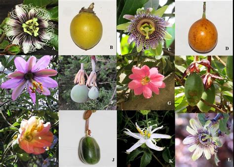 Figura Nº 5 Flores y frutos de las especies silvestres y cultivadas del ...