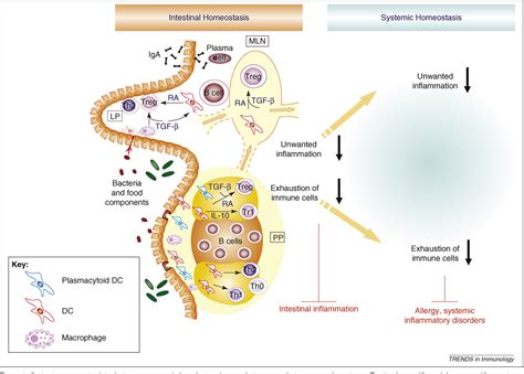 Figure 1 from Oral tolerance: intestinal homeostasis and ...
