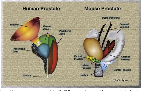 Figure 1 from Review of Prostate Anatomy and Embryology and the ...