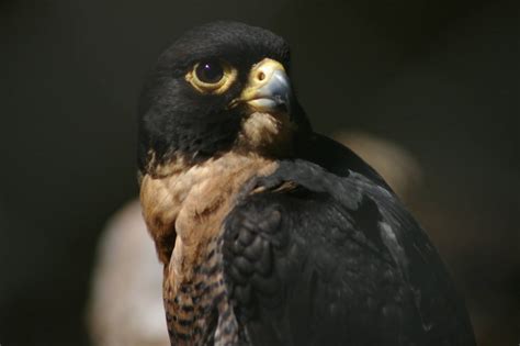 Fiji peregrine  Falco peregrinus nesiotes    ZooChat