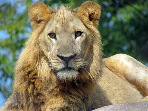File:African lion, Seneca Park Zoo.JPG   Wikipedia