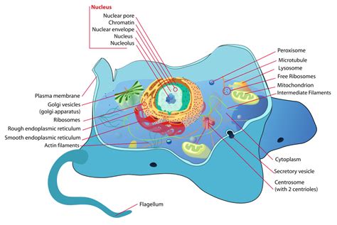 File:Animal cell structure en.svg   Wikimedia Commons
