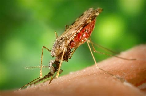 File:Anopheles albimanus mosquito.jpg   Wikipedia
