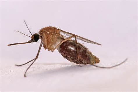 File:Anopheles gambiae Mosquito.jpg   Wikipedia