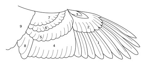 File:BirdWingFeatherSketch.svg   Wikimedia Commons