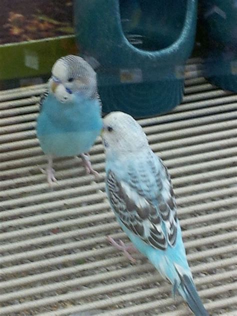 File:Blue budgerigar parakeet  Melopsittacus undulatus  at ...