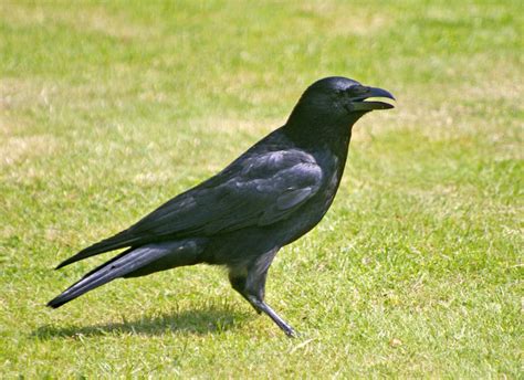 File:Carrion Crow  Corvus corone    geograph.org.uk ...