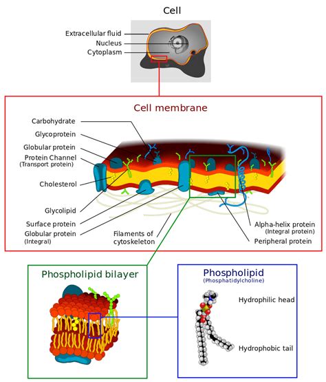 File:Cell membrane detailed diagram 4.svg   Wikimedia Commons