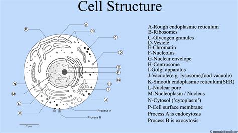 File:Cell Structure , Cell Diagram.png   Wikimedia Commons