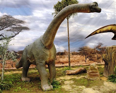 File:Dinosaurios Park, Brachiosaurus young.JPG   Wikimedia ...