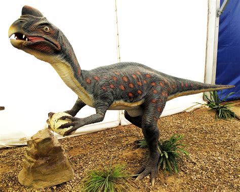 File:Dinosaurios Park, Oviraptor.JPG   Wikimedia Commons