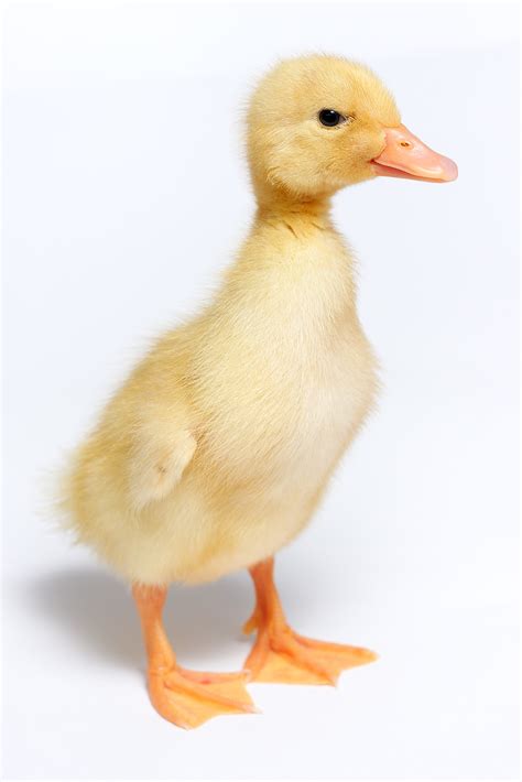 File:Duckling   domestic duck.jpg   Wikipedia