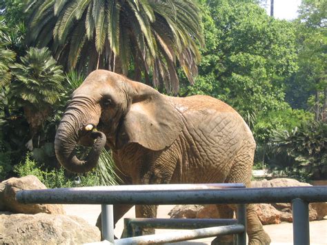 File:Elephant at Barcelona Zoo   2006.JPG   Wikimedia Commons