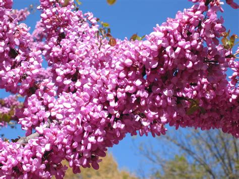 File:Flores del árbol del amor.jpg   Wikimedia Commons