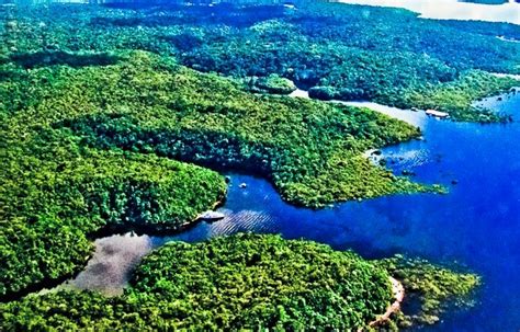 File:Floresta Amazonica vista do alto..jpg   Wikimedia Commons
