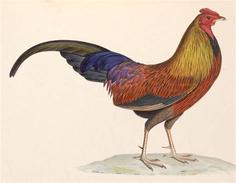 File:Gallus lafayetii 1849.jpg   Wikimedia Commons