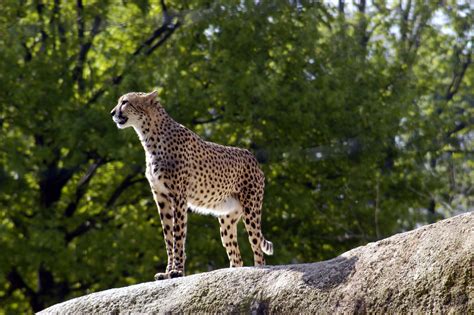 File:Gepard zoo basel.jpg   Wikimedia Commons