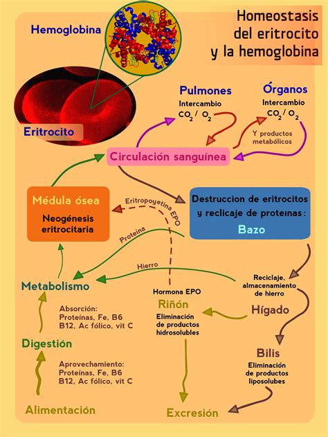 File:Homeostasis del eritrocito y la hemoglobina.png