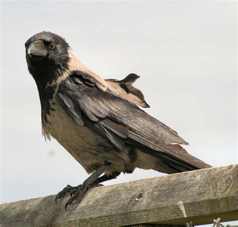File:Hooded Crow   Corvus cornix.jpg   Wikimedia Commons