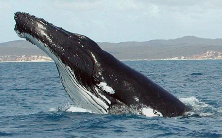 File:Humpback Whale fg1 cropped.JPG   Wikimedia Commons