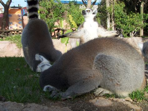 File:Lemurs in Bioparc Fuengirola.jpg Wikimedia Commons