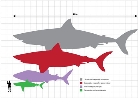 File:Megalodon scale.svg   Wikimedia Commons
