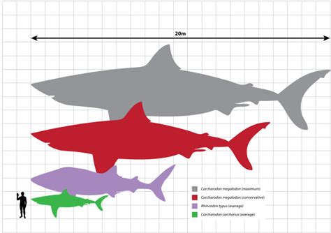 File:Megalodon scale.svg   Wikipedia