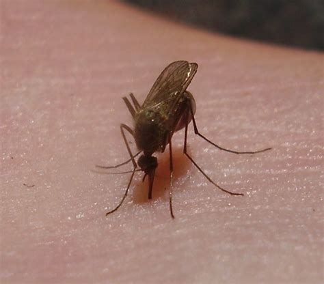 File:Mosquito closeup.jpg   Wikimedia Commons